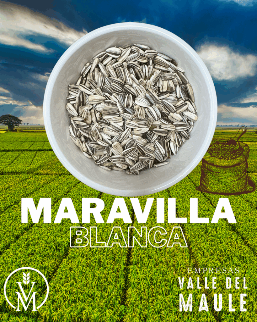 Maravilla blanca
