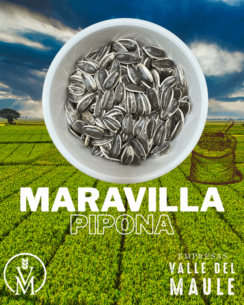 Maravilla pipona