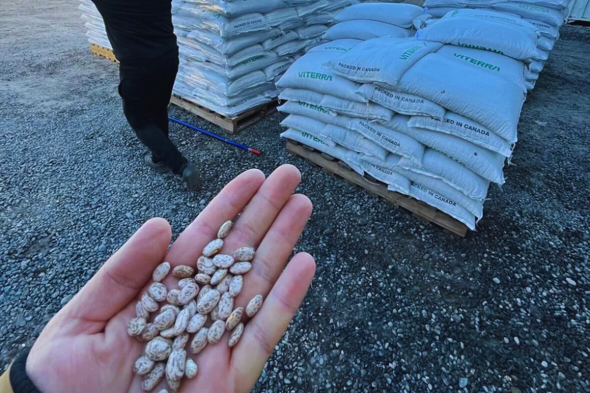 Campos del Maule y procesos agrícolas