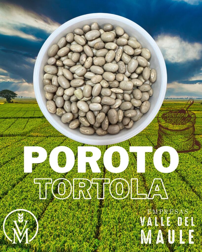 Poroto Tórtola